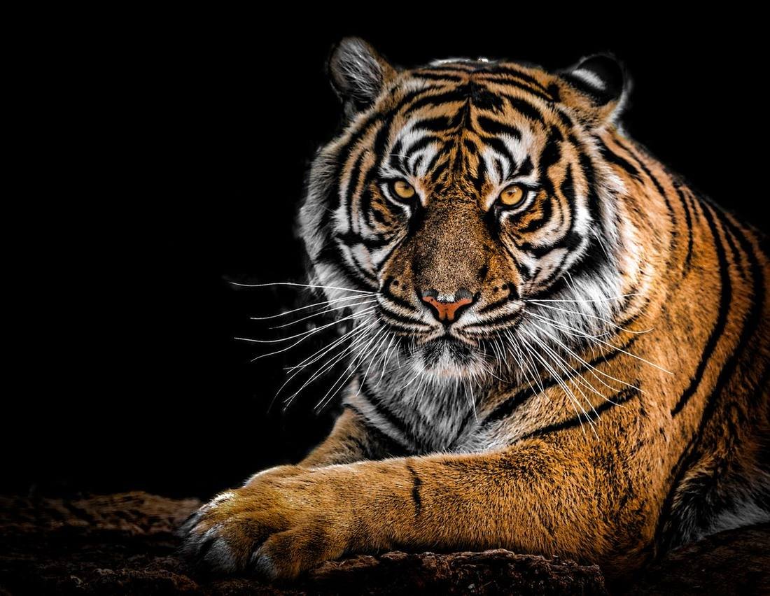 Wildlife & nature